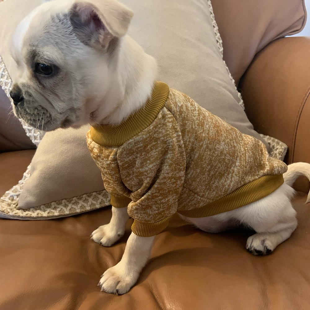 NWT Super Cute Mustard Yellow Dog Sweater Sweatshirt - Picture 2 of 4